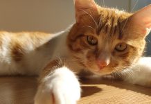 ‘Öldürmeyeceksin’ Emrinin Hayvan-Olmaklığa Tasallutu